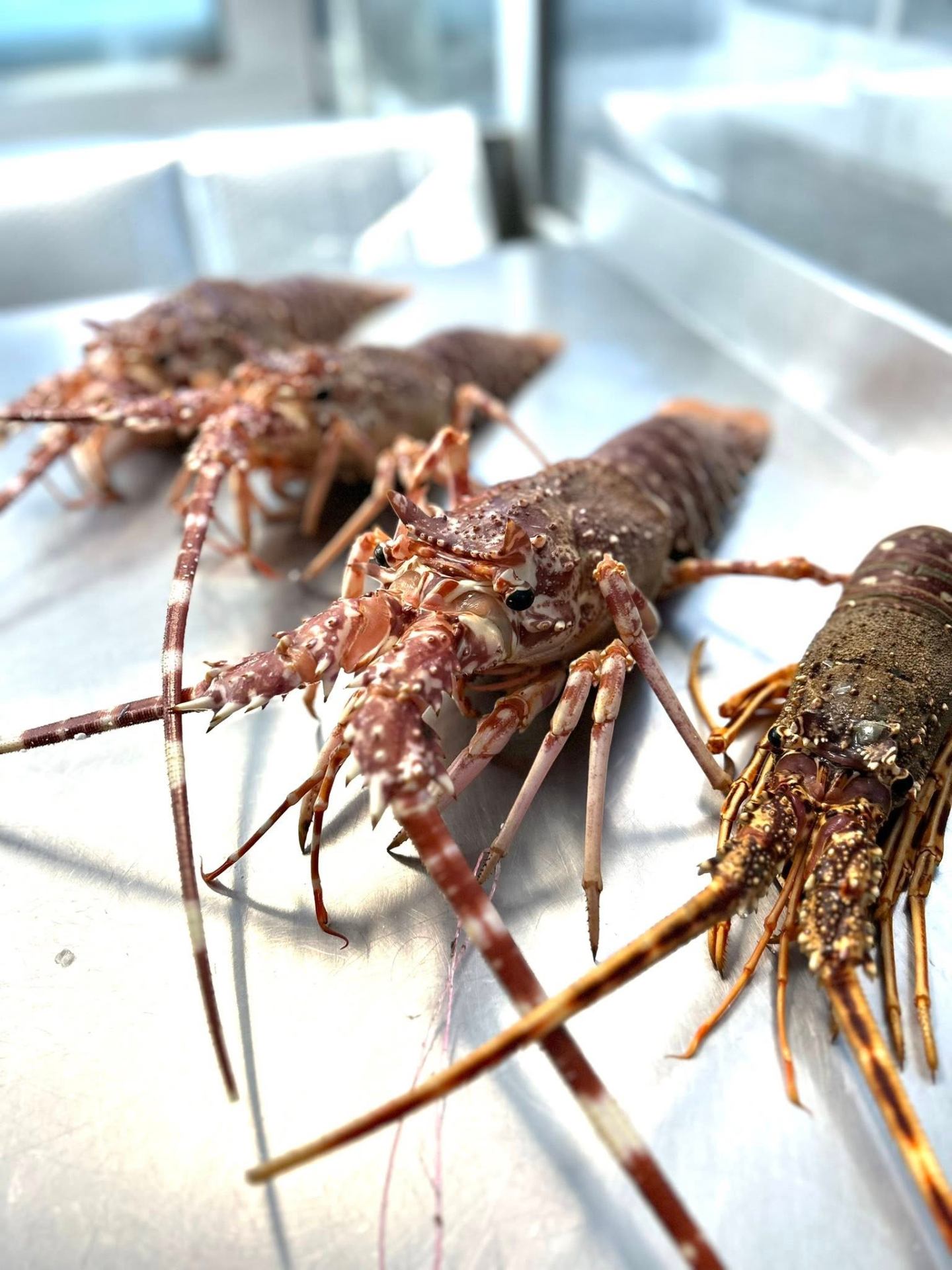 Langoustines